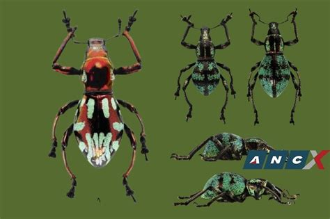 PH is home to over 7K types of beetles—here’s a closer look at .